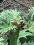 Rheum palmatum, Chinesischer Rhabarber, Färbepflanze, Färberpflanze, Pflanzenfarben,  färben, Klostergarten Seligenstadt